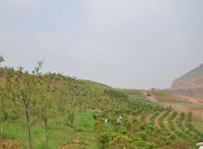 岭子镇废弃矿山生态修复后