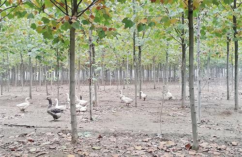 http://www.farmer.com.cn/xwpd/btxw/201711/W020171129343283808425.jpg