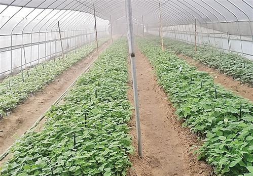 http://www.farmer.com.cn/xwpd/btxw/201711/W020171129343283955632.jpg